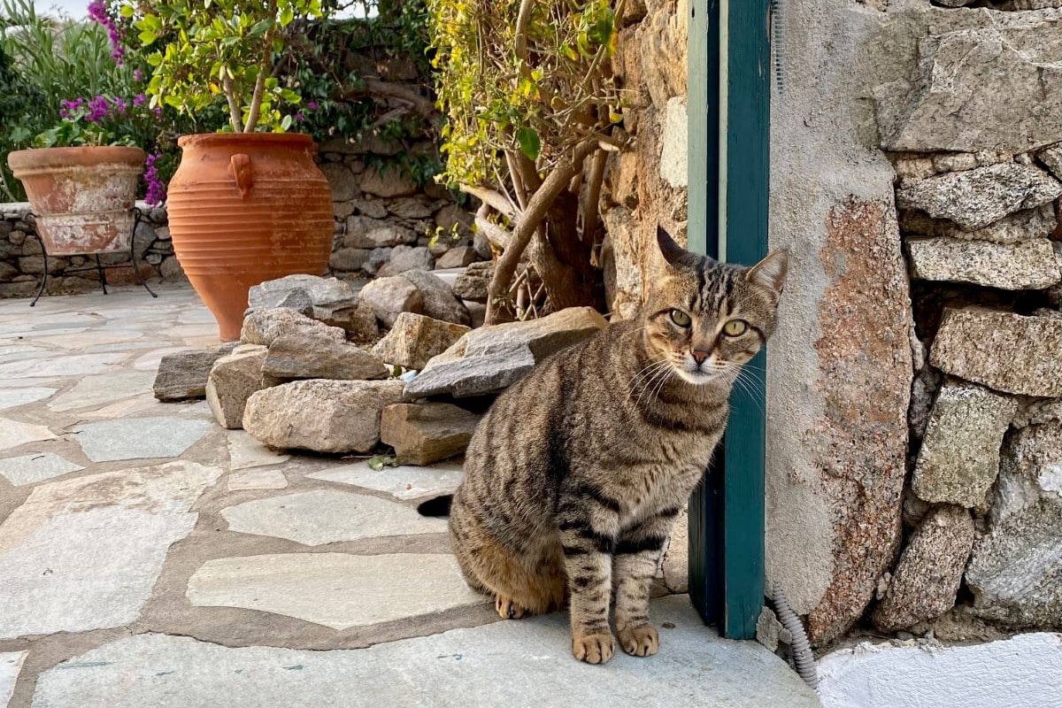 My House and Pet Sit in Naxos Greece