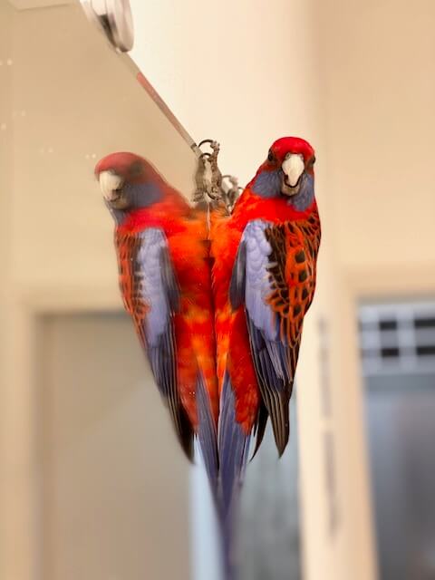 red and blue parrot clinging to a mirror | Housesitting in Athens | bucketlistmylife.com