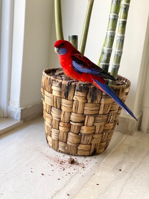 Red and blue parrot perched on a plantpot | Housesitting in Athens | bucketlistmylife.com