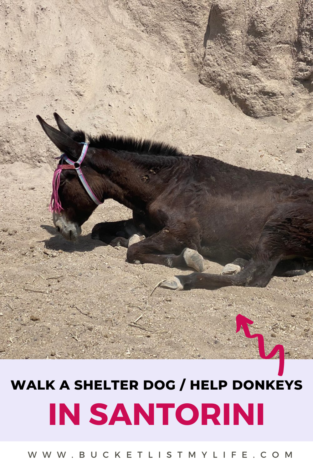 Santorini Dogs & Donkeys: Walk a Shelter Dog with SAWA