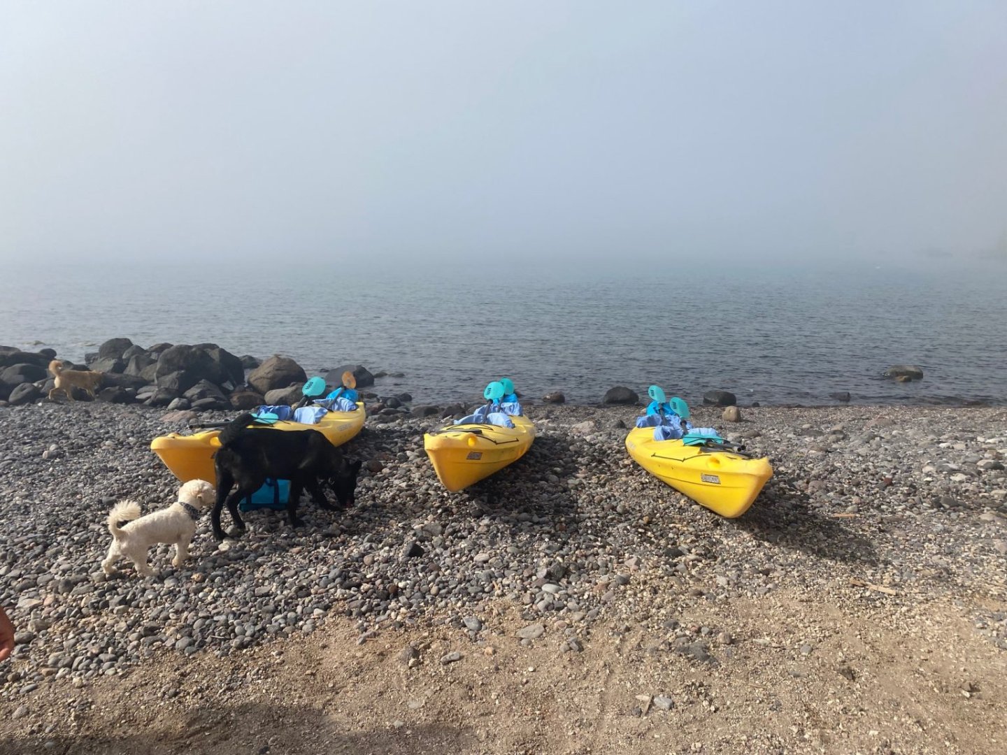 3 kayaks on the beach on a misty morning with a small white dog and a larger black one