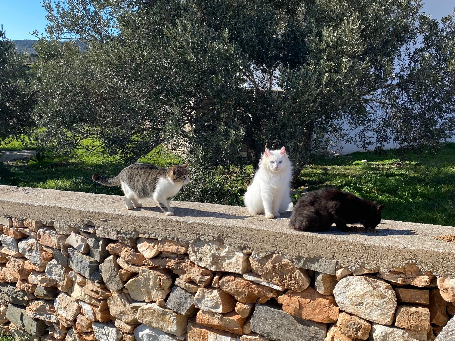 This Is What Volunteering With Cats on Paros Looks Like (#Love😍)